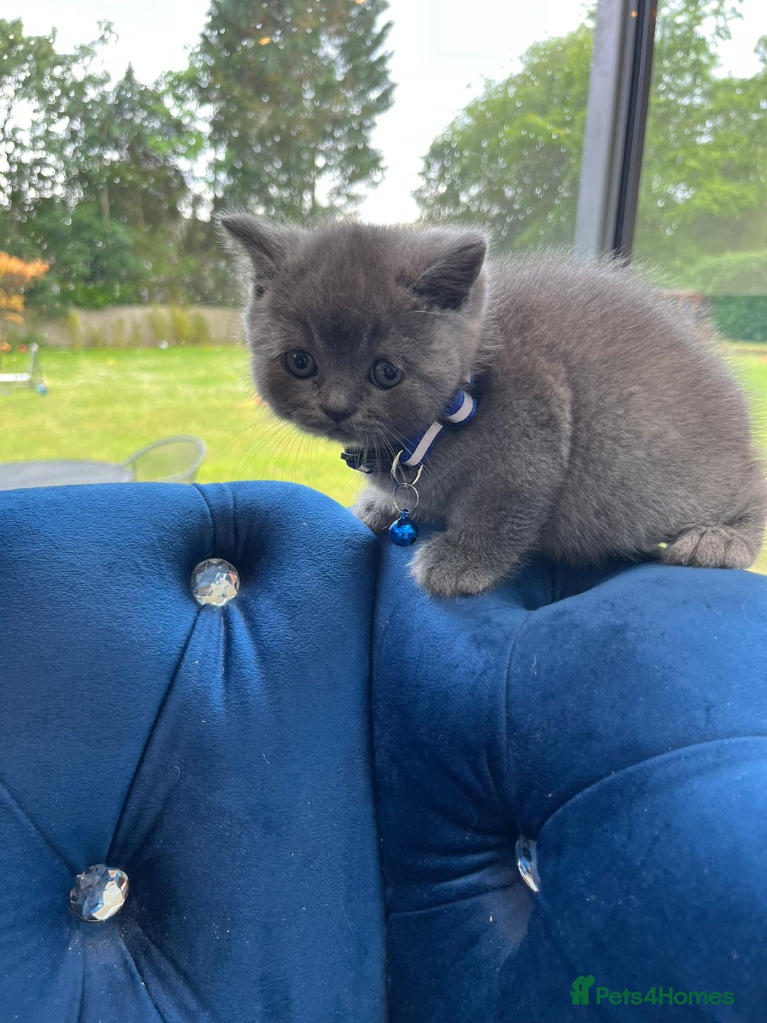 British Shorthair cats for sale: British Shorthair Kittens - Image 11