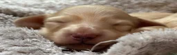 Miniature Dachshund dogs for sale: KC Longhaired Cream Miniature Dachshund Puppies - Advert 18