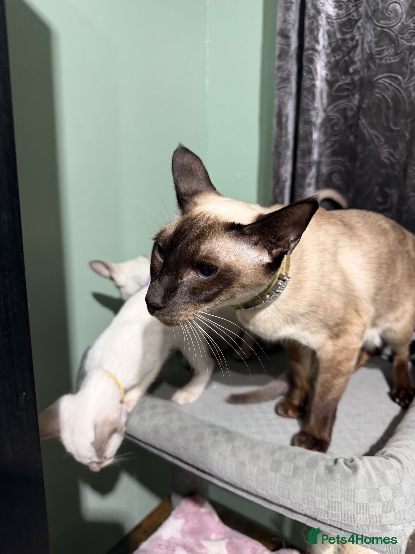 Siamese cats for sale: 5 adorable Siamese kittens available  - Advert 11