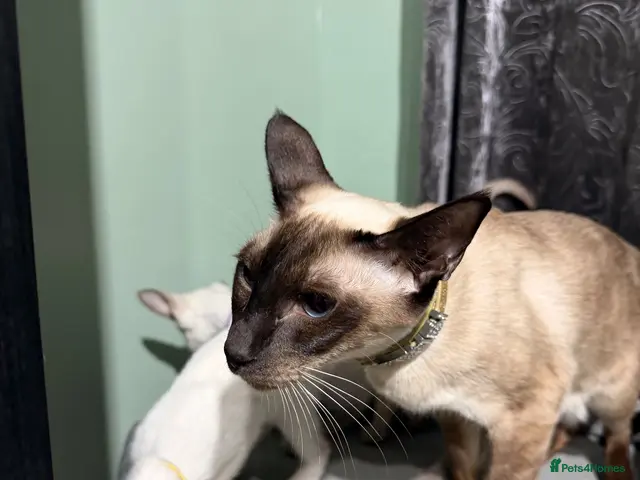Siamese cats for sale: 5 adorable Siamese kittens available - Advert 1