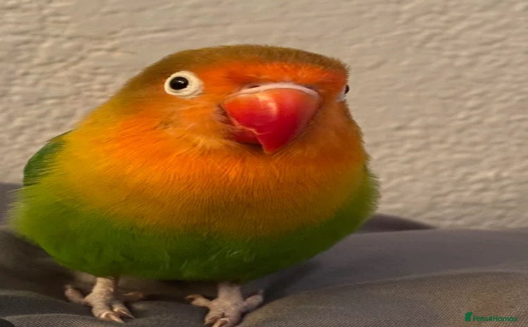 Lovebirds birds - Advert 1