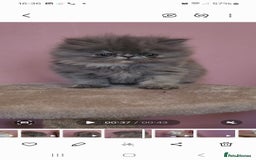 Exotic cats for sale: OUTSTANDING  QUALITY EXOTIC  KITTENS - Image 3