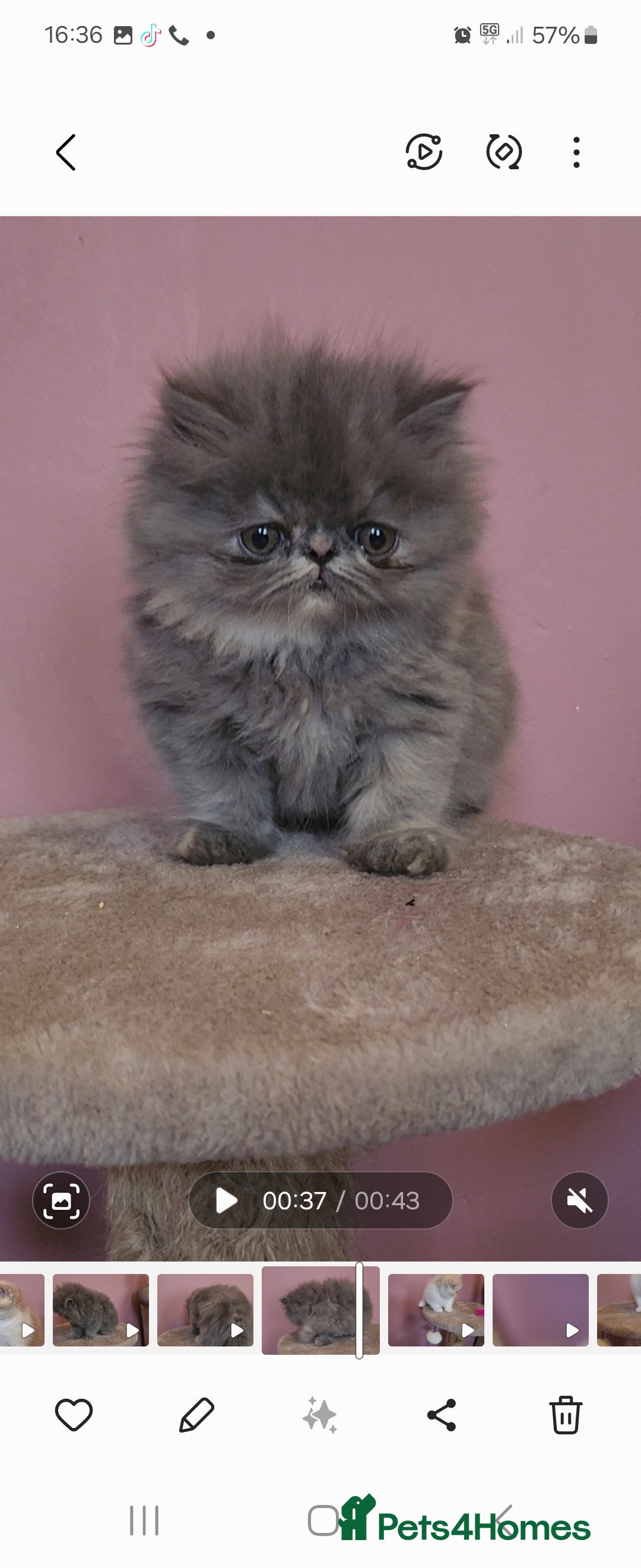 Exotic cats for sale: OUTSTANDING  QUALITY EXOTIC  KITTENS - Image 3