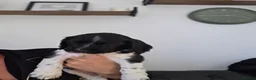 Sprocker dogs for sale: Sprocker Spaniel Puppies  - Advert 9