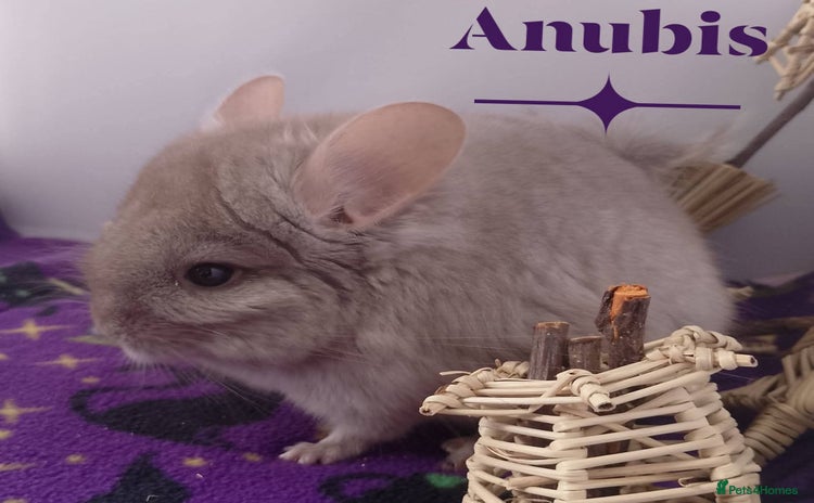 Chinchilla rodents - Advert 1
