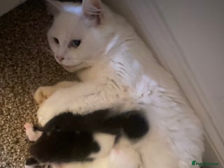 Mixed Breed cats for sale: Ragdoll X kittens for sale - Advert 1