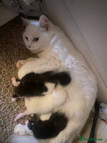 Mixed Breed cats Ragdoll X kittens for sale - Advert 8