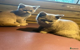British Shorthair cats for sale: Beautiful British Shorthair in Bromley - Image 8