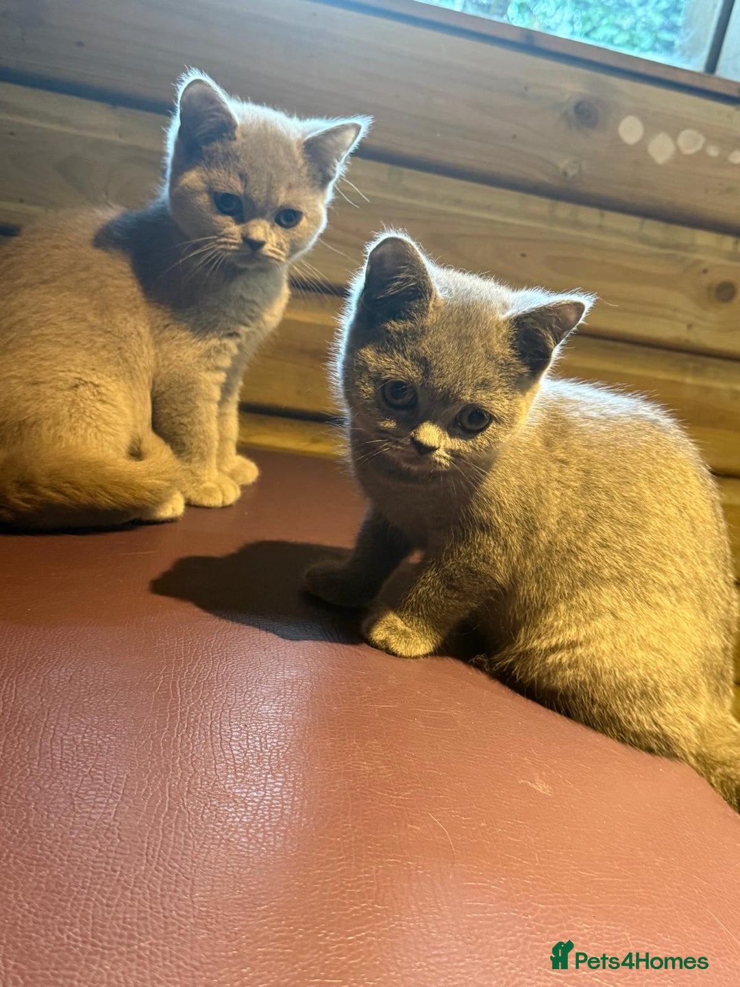 British Shorthair cats for sale: Beautiful British Shorthair in Bromley - Image 8