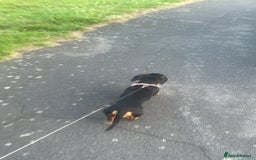 Dachshund dogs for sale: Standard smmoth haired dachshund  - Image 5