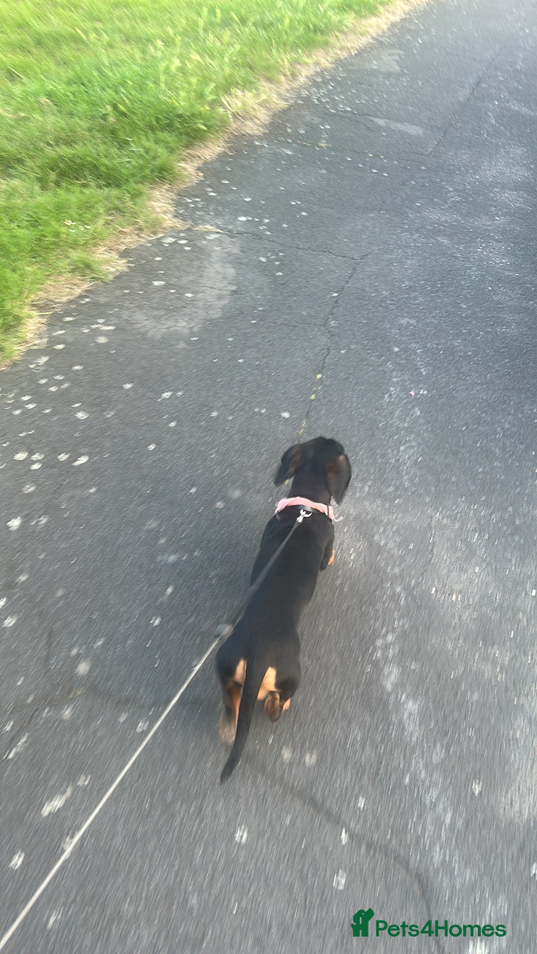 Dachshund dogs for sale: Standard smmoth haired dachshund  - Image 5
