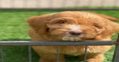 Cockapoo dogs - Advert 6