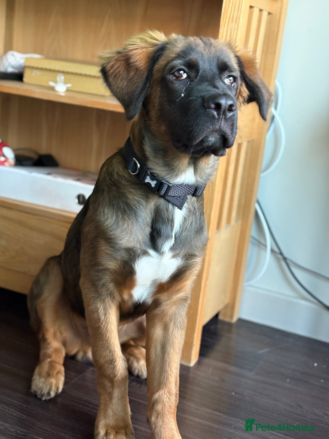 Mixed Breed dogs for sale: German shepherd x cane corso - Image 7