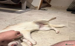 Mixed Breed dogs for adoption: Charlotte  - Image 3