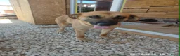 Mixed Breed dogs for adoption: Daisey 6 year’s Macedonian rescue  - Advert 8