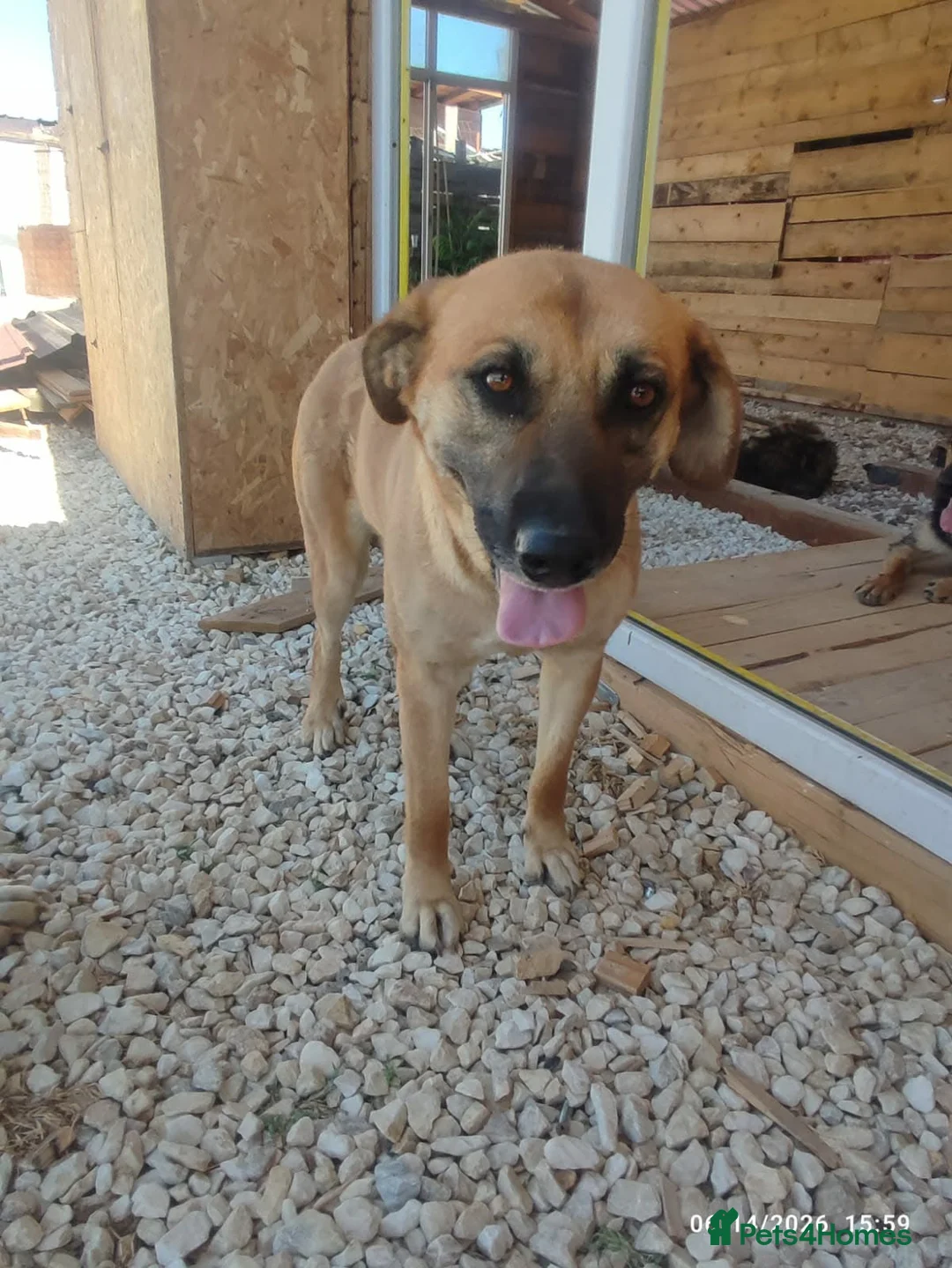 Mixed Breed dogs for adoption: Daisey 6 year’s Macedonian rescue  - Advert 8