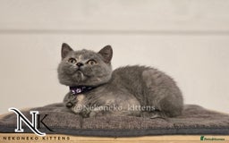 British Shorthair cats for sale: ❗️❗️2 LEFT❗️❗️CHUNKY ADORABLE FLUFF BALLS in Ilkeston - Image 25