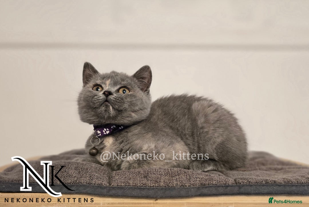 British Shorthair cats for sale: ❗️❗️2 LEFT❗️❗️CHUNKY ADORABLE FLUFF BALLS in Ilkeston - Image 25