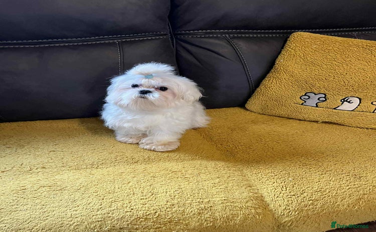 Maltese dogs in Barnstaple - Advert 1