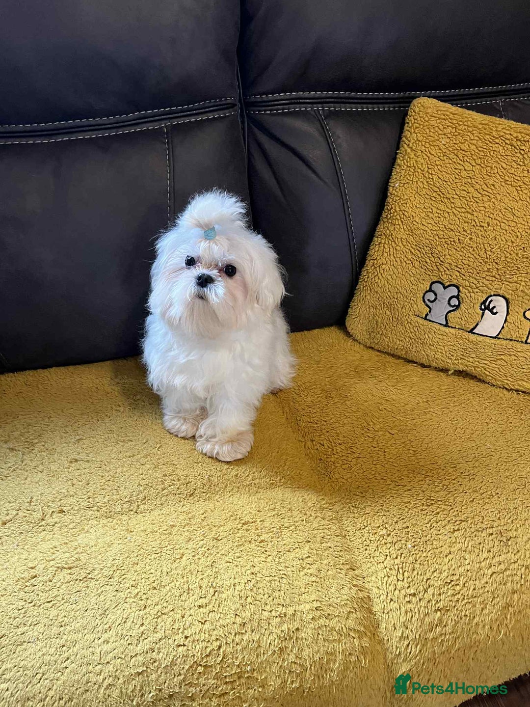 Maltese dogs for sale: Beautiful Korean Maltese in Barnstaple - Image 1