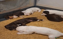 Mixed Breed dogs for sale: Beautiful Clumber spaniel x sprockers  - Image 6