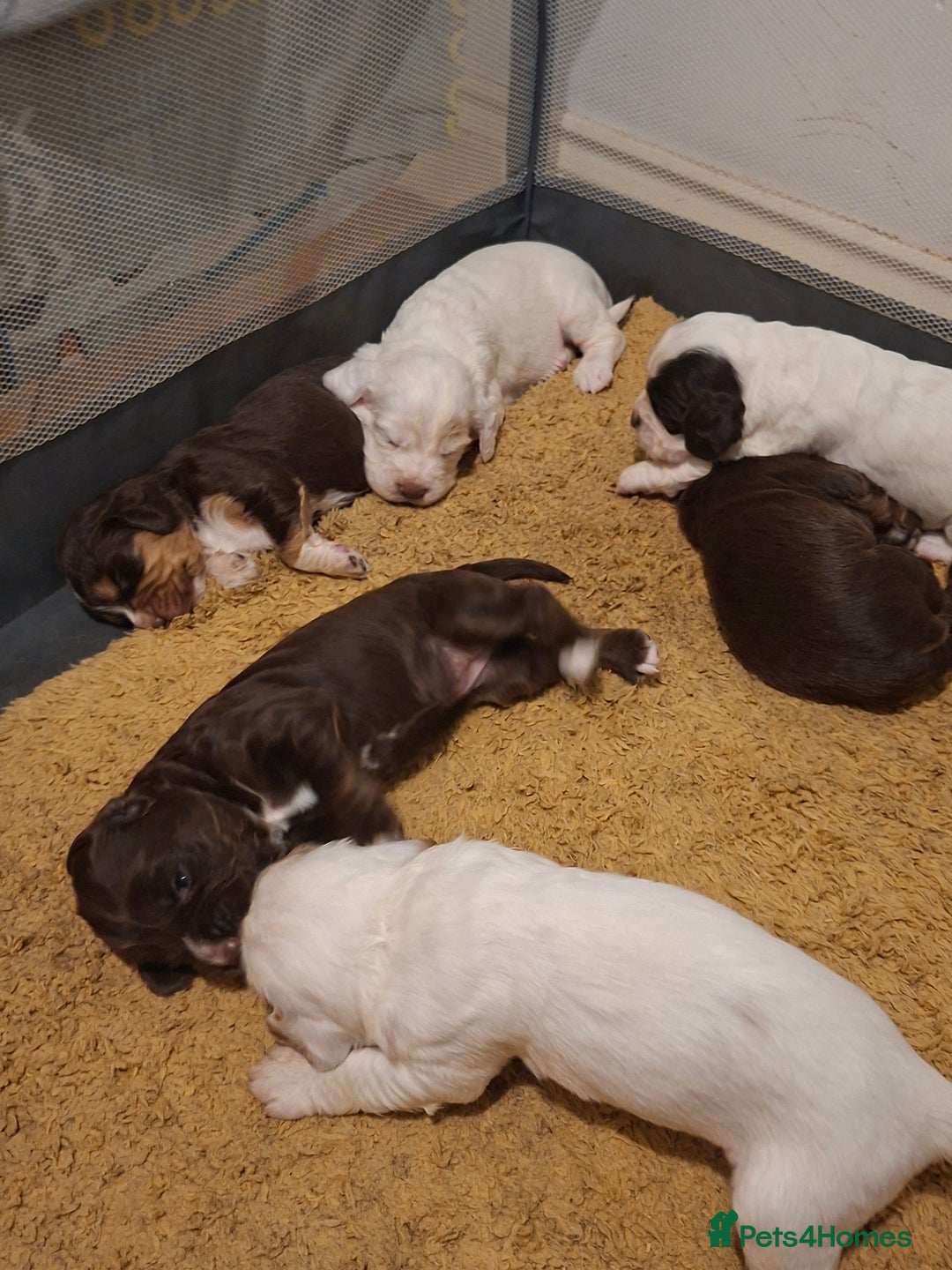 Mixed Breed dogs for sale: Beautiful Clumber spaniel x sprockers  - Image 6