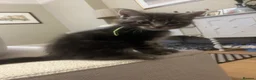 Maine Coon cats for sale: Beautiful fluffy Maine Coon x kittens - Advert 22