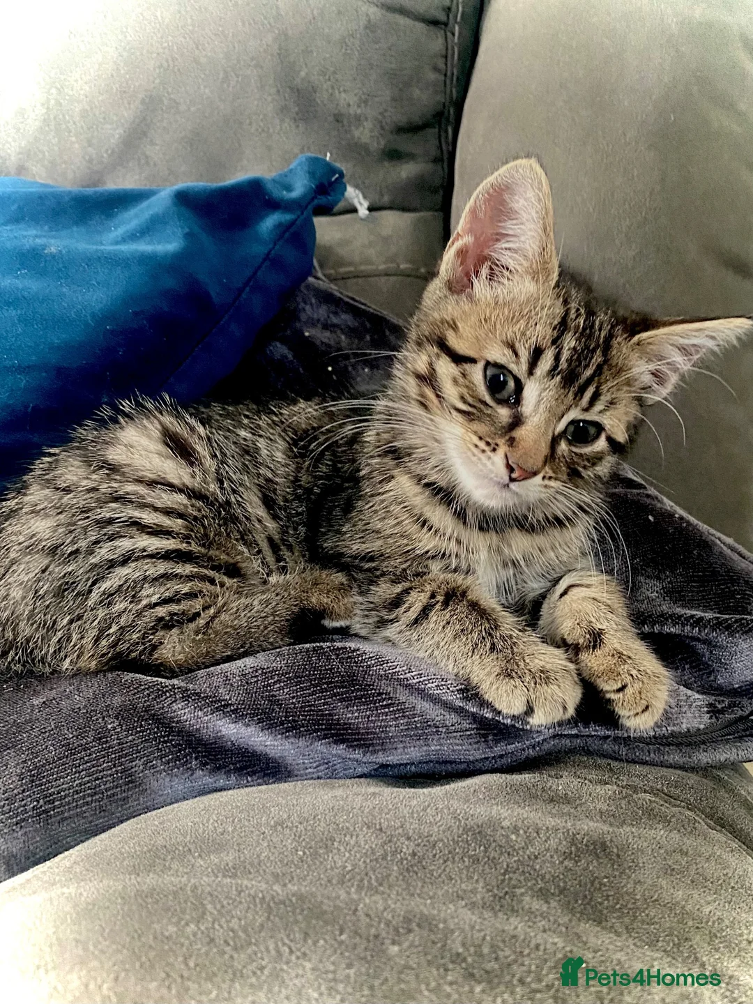Bengal cats for sale: Gorgeous bengal kitten  in Radstock - Advert 1