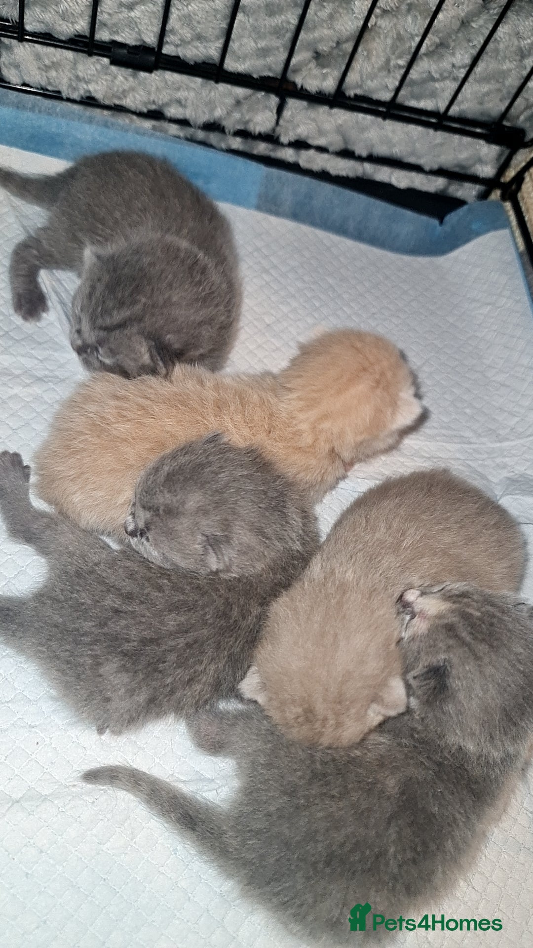 British Shorthair cats British shorthair/Scottish fold babies - Advert 14