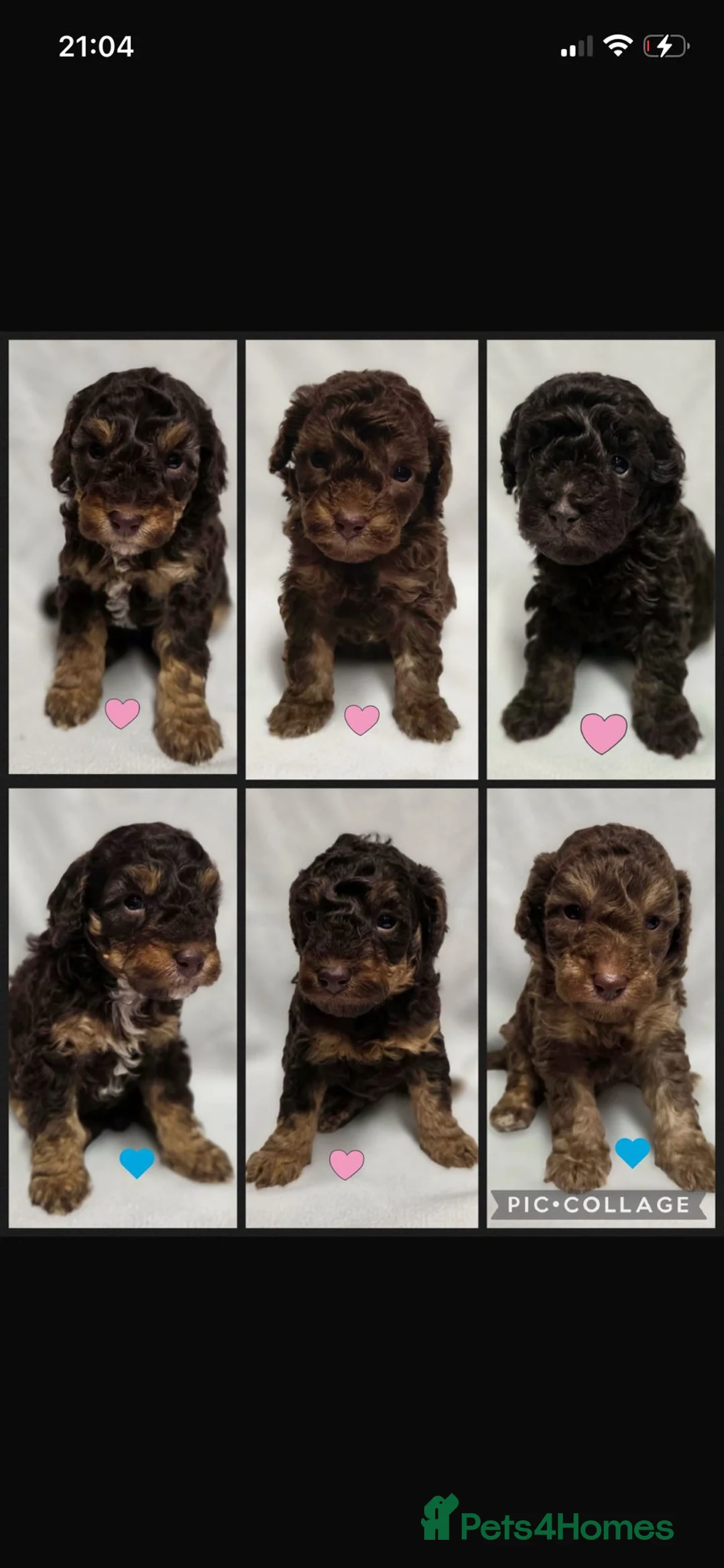 Toy Poodle dogs for stud: TINY CHOCOLATE PHANTOM BOY  - Advert 4