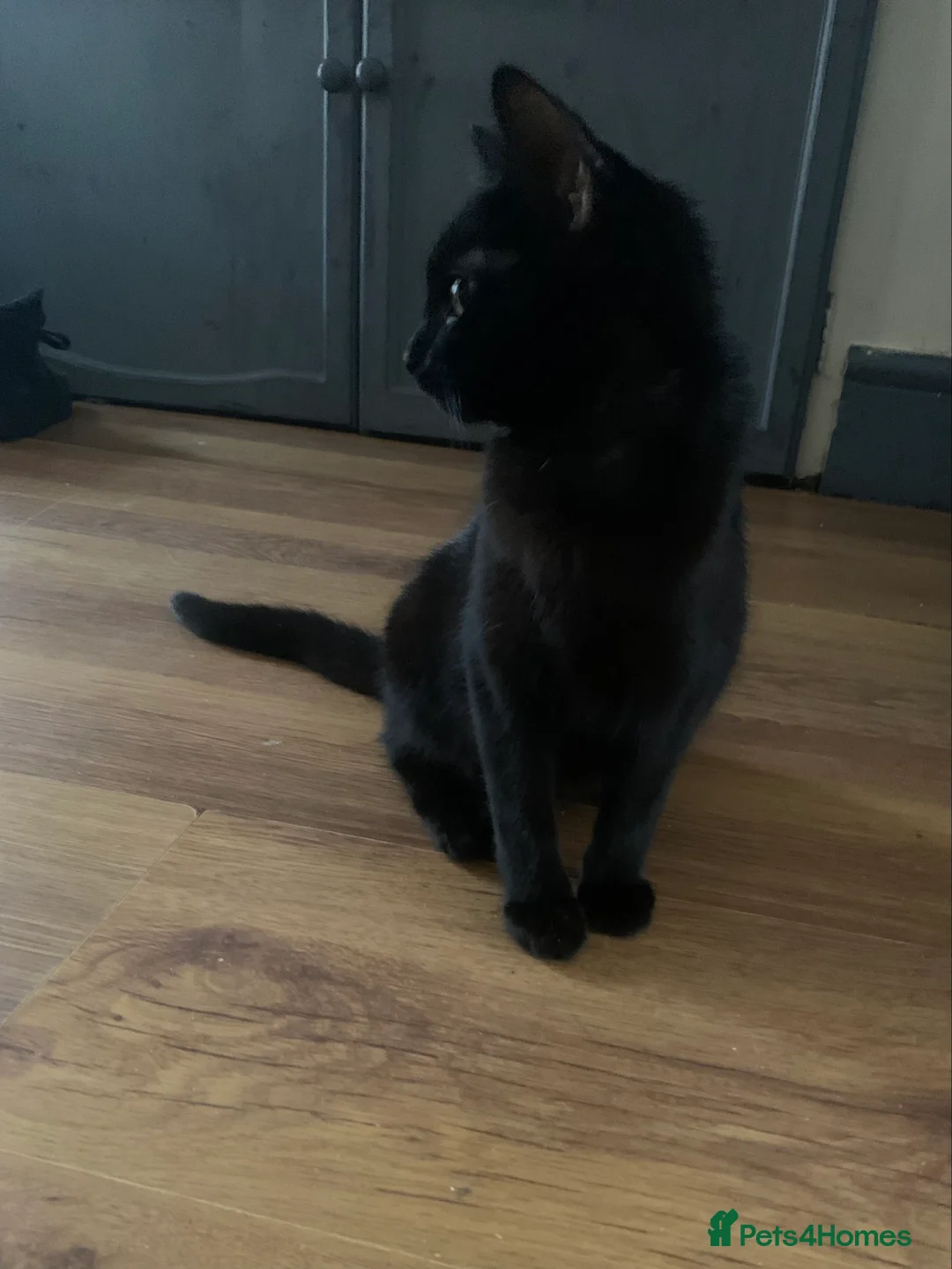 Mixed Breed cats for sale: Youngsters looking for home - Advert 4