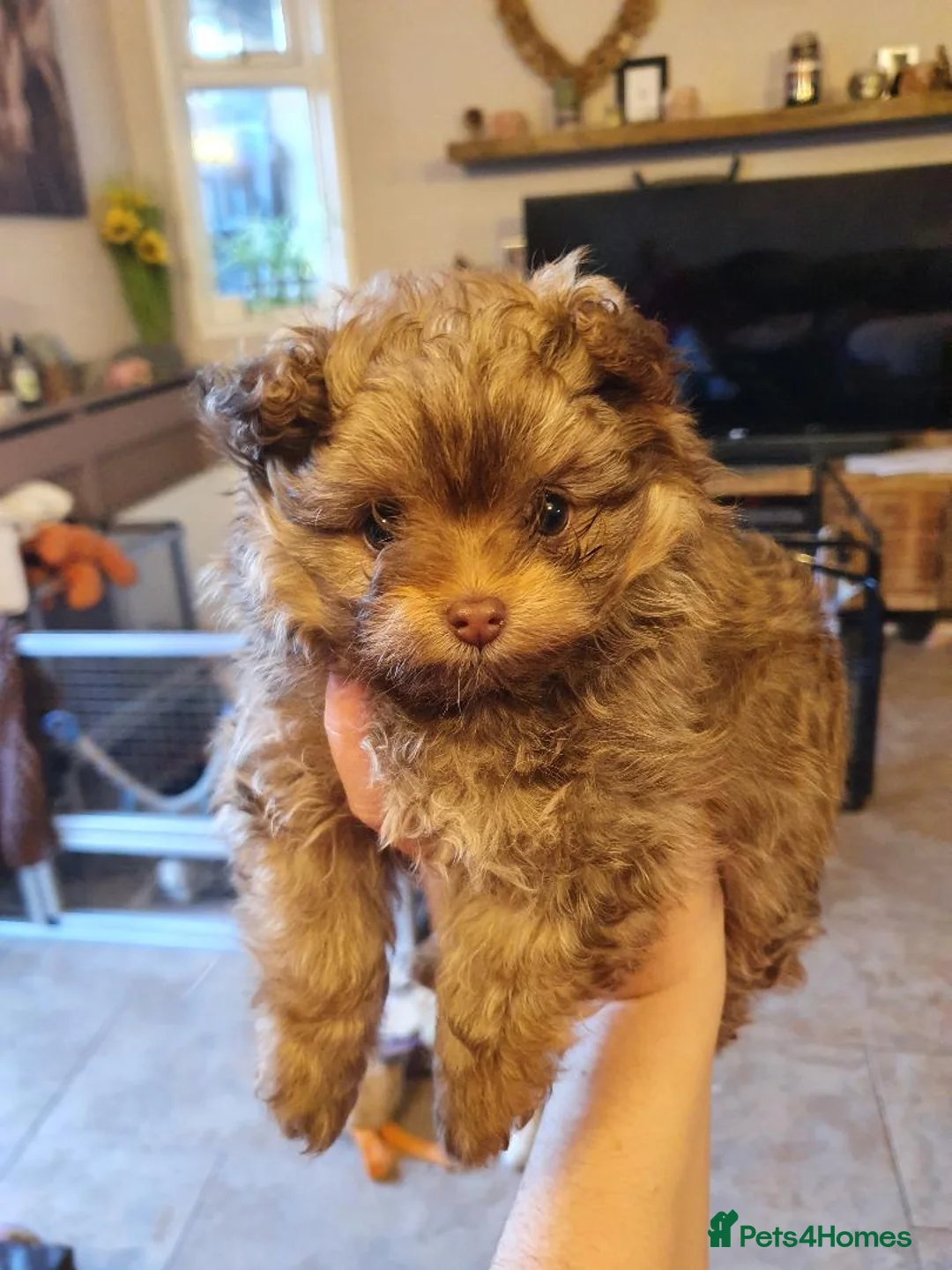 Poodle dogs for stud: Tiny kc reg chocolate toy poodle.STUD ONLY! in Lincoln - Advert 12