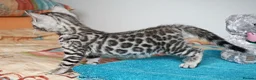 Bengal cats for sale: Superb Quality Bengal Kittens - Advert 21