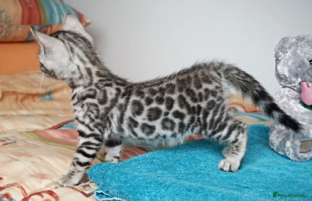Bengal cats for sale: Superb Quality Bengal Kittens - Advert 21