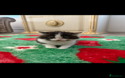 Mixed Breed cats for sale: Beautiful kittens for sale  - Image 5