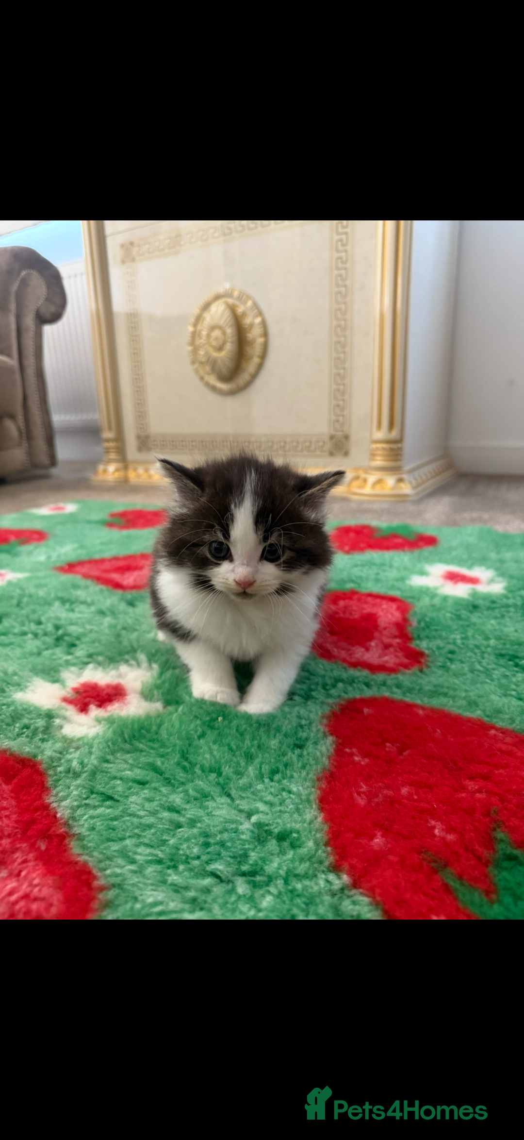 Mixed Breed cats for sale: Beautiful kittens for sale  - Image 5