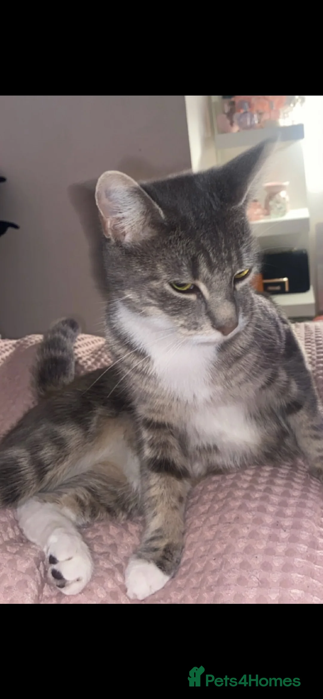 Russian Blue cats for sale: 3 gorgeous male Russian blue tabby bengal kittens  - Advert 2