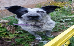 Mixed Breed dogs for adoption: 🐾 Molly is Looking for Her Forever Home 🐾 - Image 1