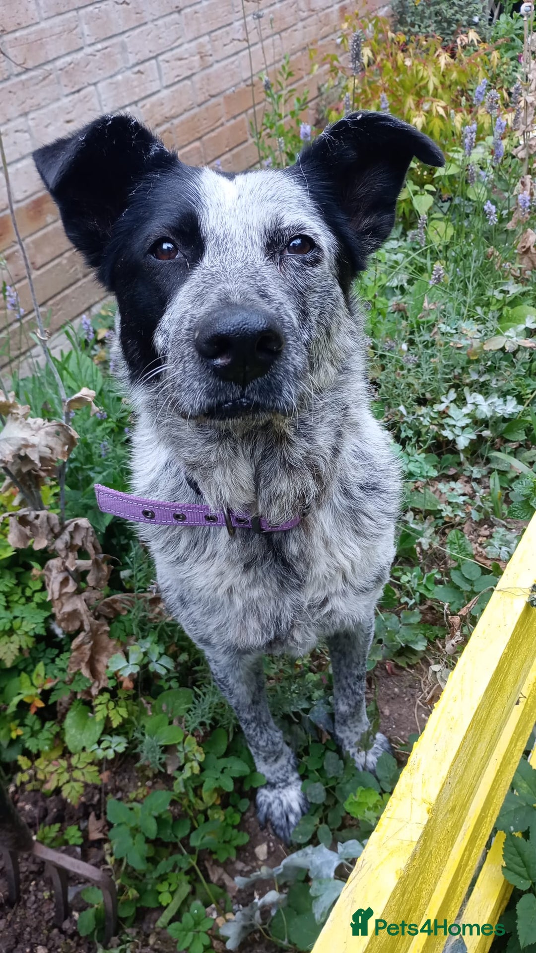 Mixed Breed dogs for adoption: 🐾 Molly is Looking for Her Forever Home 🐾 - Image 1