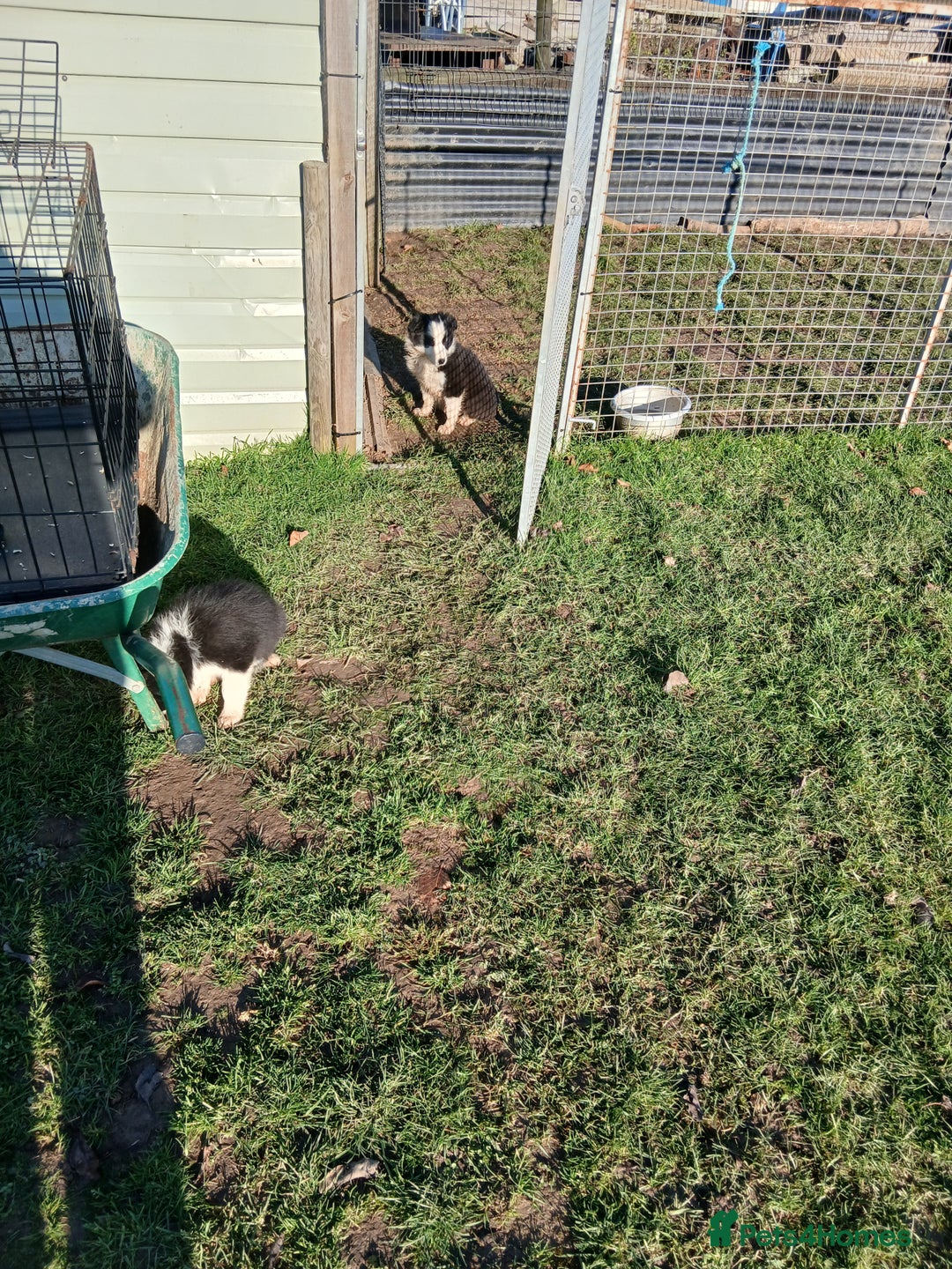 Border Collie dogs for sale: Long coated traditional border collie pups - Advert 20