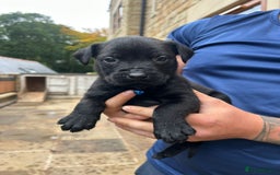 Mixed Breed dogs for sale: Mixed giant schnauzer x rottweiler puppies - Image 8