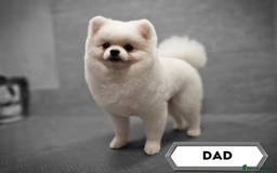 Pomeranian dogs for sale: Adorable Pomeranian Puppies for Sale!  - Image 23