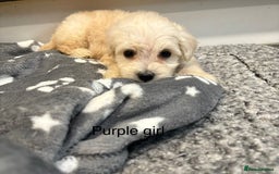Cockapoo dogs for sale: F1B cockapoo - Image 9