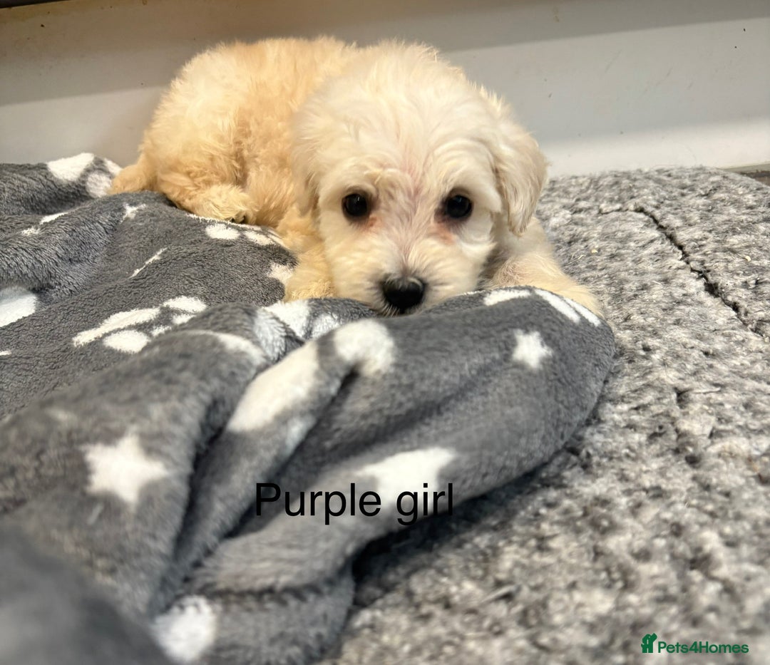 Cockapoo dogs for sale: F1B cockapoo - Image 9