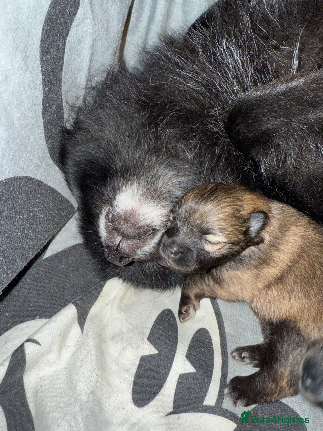 Pomeranian dogs for sale: Two Poms looking for forever home - Advert 10