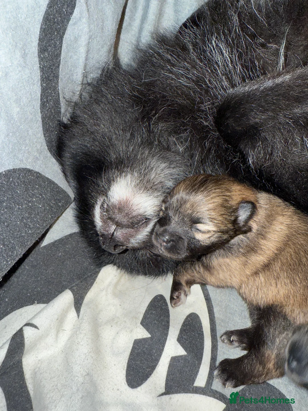 Pomeranian dogs for sale: Two Poms looking for forever home - Advert 20