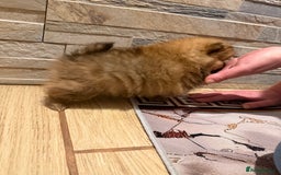 Pomeranian dogs for sale: Gorgeous Female Poms ☺️ - Advert 6