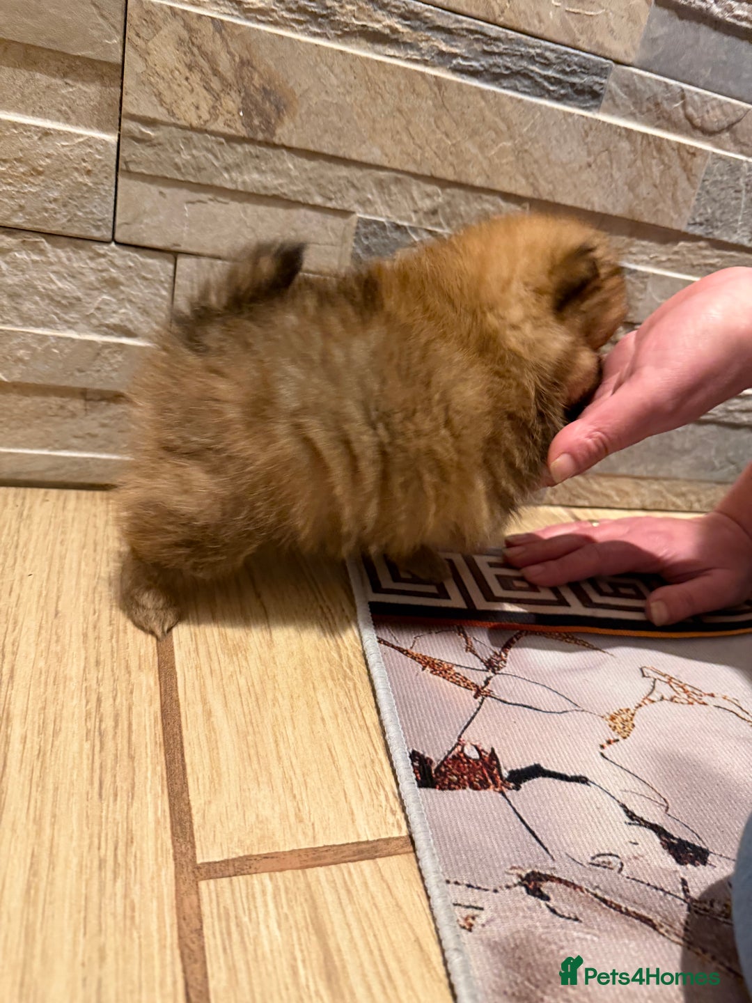 Pomeranian dogs for sale: Gorgeous Female Poms ☺️ - Advert 6