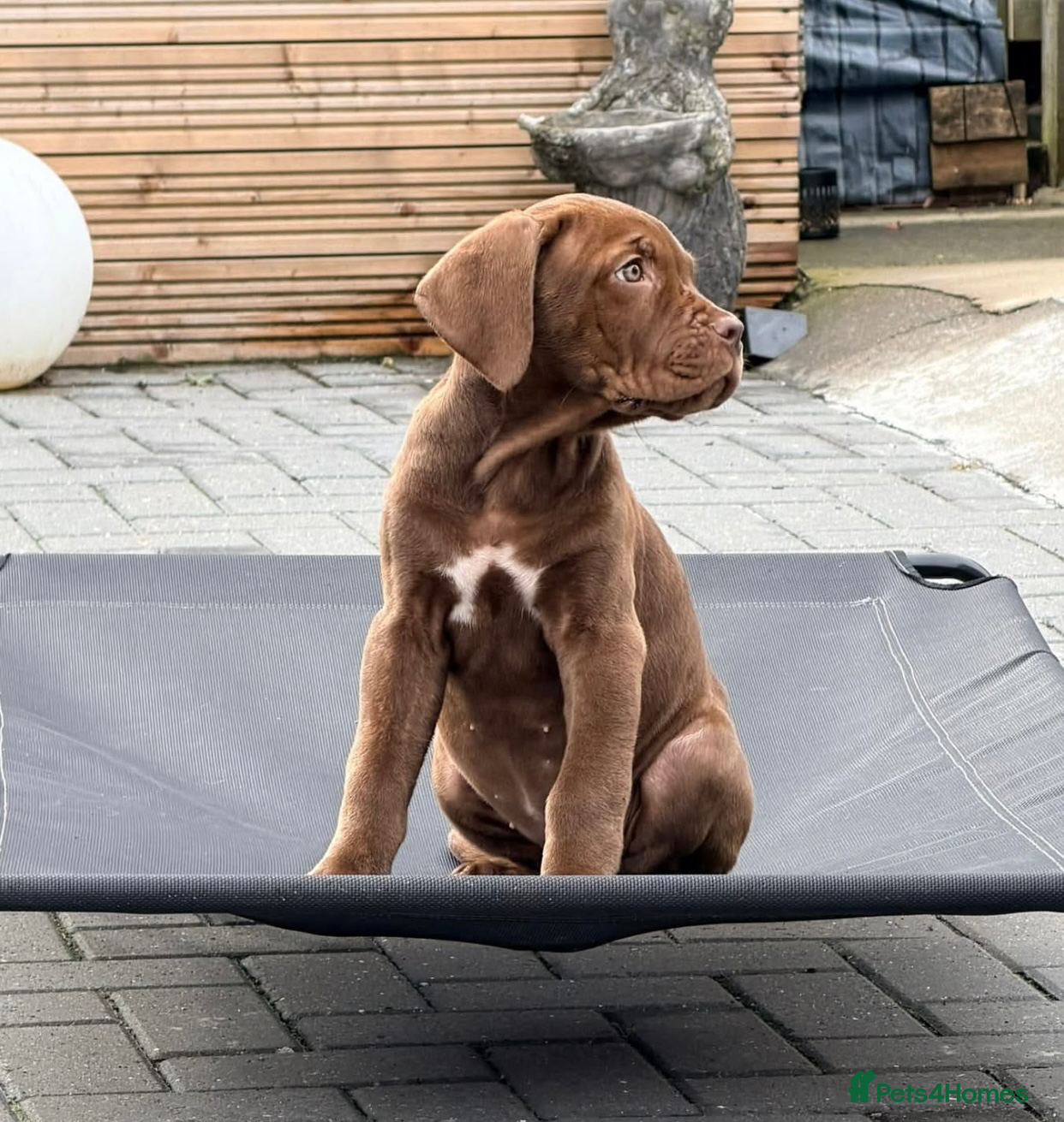 Mixed Breed dogs 13 week old bandog/mastiff female puppy - Advert 9