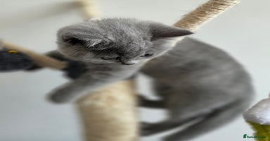 British Shorthair cats - Advert 12